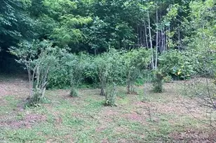 296 Bee Branch Rd, Bryson City, NC 28713 - Photo 36