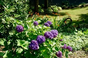 295 Laurel Ridge Dr, Waynesville, NC 28786 - Photo 46