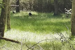 116 Cranberry Ln, Mooresboro, NC 28114 - Photo 24