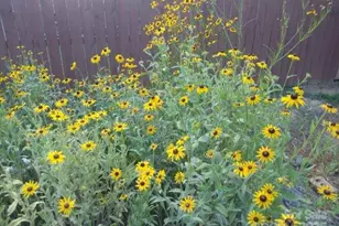 3515 Clardy Ct, Charlotte, NC 28205 - Photo 28