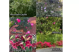 39 Lambert Ln, Black Mountain, NC 28711 - Photo 48