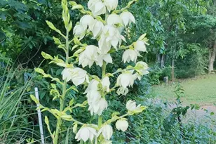 7 and 11 Dalph Dr, Weaverville, NC 28787 - Photo 26