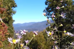 00 Mack Luke Rd, Whittier, NC 28789 - Photo 12