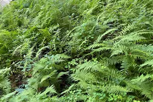 250 Butternut Ln, Brevard, NC 28712 - Photo 40