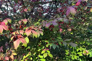 86 R and R Hyder Ln, Hendersonville, NC 28792 - Photo 26