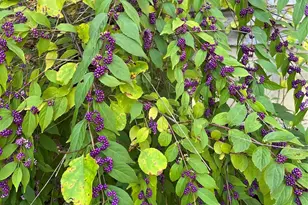 86 R and R Hyder Ln, Hendersonville, NC 28792 - Photo 36