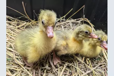 86 R and R Hyder Lane, Hendersonville, NC 28792 - Photo 38