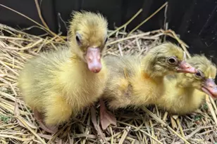 86 R and R Hyder Ln, Hendersonville, NC 28792 - Photo 38