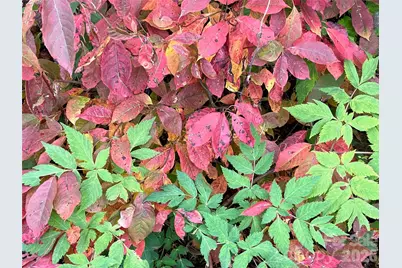 9999 Sourwood Road, Canton, NC 28716 - Photo 32