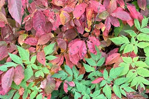 9999 Sourwood Rd, Canton, NC 28716 - Photo 32