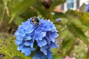 2238 Flatwood Rd, Lenoir, NC 28645 - Photo 2