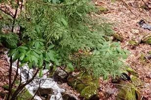 343 Chestnut Vlg, Mars Hill, NC 28754 - Photo 30