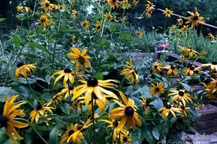 233 Rolling Dr, Waynesville, NC 28786 - Photo 40