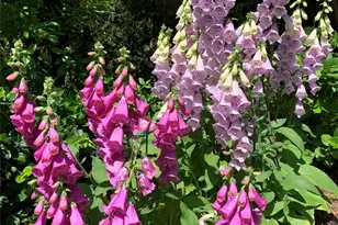 2539 Botanical Ct NW, Concord, NC 28027 - Photo 34