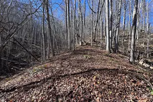 15 +/- Acres Riddle Branch Rd, Burnsville, NC 28714 - Photo 8