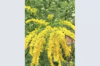 43 Dillingham Estates Trail, Swannanoa, NC 28778 - Photo 24