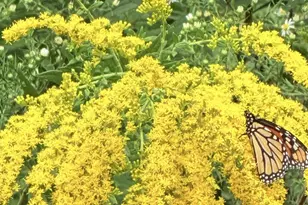 43 Dillingham Ests Trl, Swannanoa, NC 28778 - Photo 24