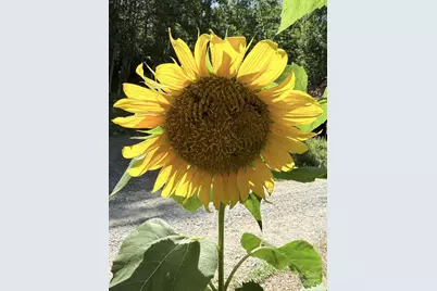 43 Dillingham Estates Trail, Swannanoa, NC 28778 - Photo 26