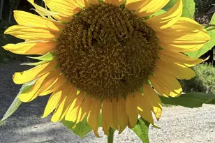 43 Dillingham Ests Trl, Swannanoa, NC 28778 - Photo 26