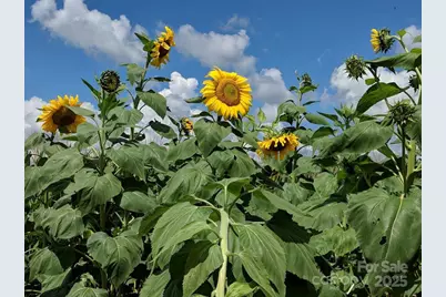 37 Bittersweet Drive, Hendersonville, NC 28792 - Photo 22