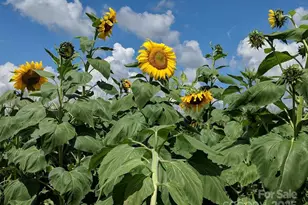 37 Bittersweet Dr, Hendersonville, NC 28792 - Photo 22