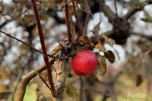37 Bittersweet Dr, Hendersonville, NC 28792 - Photo 20