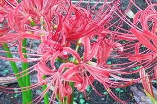 3333 Roberta Rd, Concord, NC 28027 - Photo 46