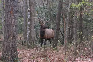 860 Pless Underwood Rd, Maggie Valley, NC 28751 - Photo 34