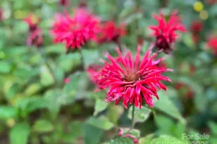 297 Hillside St, Asheville, NC 28801 - Photo 42