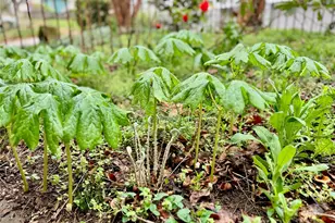 297 Hillside St, Asheville, NC 28801 - Photo 36