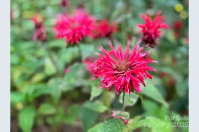 297 Hillside Street, Asheville, NC 28801 - Photo 2