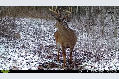 Tbd Lost Hollow Road, Burnsville, NC 28714 - Photo 20