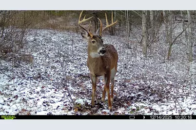 Tbd Lost Hollow Road, Burnsville, NC 28714 - Photo 16