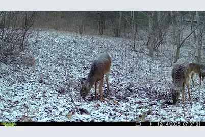 Tbd Lost Hollow Road, Burnsville, NC 28714 - Photo 22