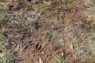 2914 Cherry Blossom Ct, Fort Mill, SC 29715 - Photo 38