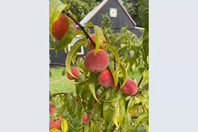 4565 Rob Neal Road, Heath Springs, SC 29058 - Photo 24