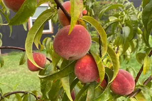 4565 Rob Neal Rd, Heath Springs, SC 29058 - Photo 24