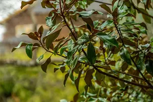 12 Bearden Ave, Asheville, NC 28801 - Photo 40