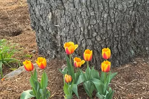 125 Buffalo Trail, Asheville, NC 28805 - Photo 12