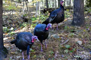 40 Country Bear Ln, Flat Rock, NC 28731 - Photo 42