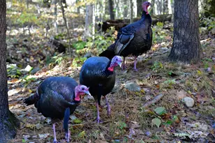 40 Country Bear Ln, Flat Rock, NC 28731 - Photo 42