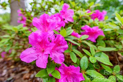 17 Morris Drive, Weaverville, NC 28787 - Photo 42