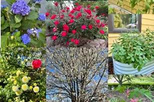 52 East St, Asheville, NC 28803 - Photo 48