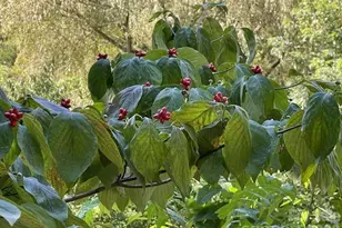 271 Wiggins Rd, Candler, NC 28715 - Photo 12