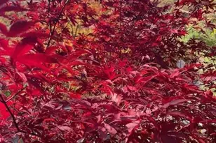 271 Wiggins Rd, Candler, NC 28715 - Photo 6