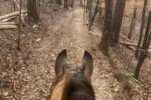 3205 Collinsville Rd, Columbus, NC 28722 - Photo 42