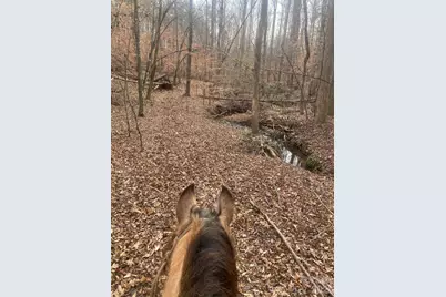 3205 Collinsville Road, Columbus, NC 28722 - Photo 4