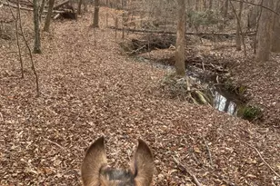 3205 Collinsville Rd, Columbus, NC 28722 - Photo 4