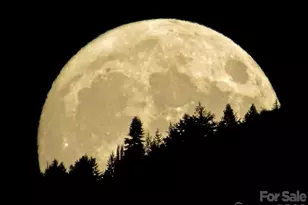 204 Violet Ridge, Lowgap, NC 27024 - Photo 26