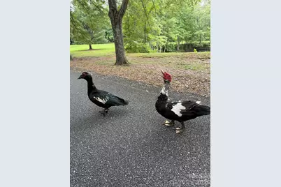 3181 Shag Bark Road, Connelly Springs, NC 28612 - Photo 36